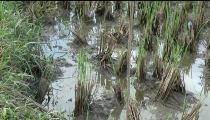 Sawah yang terdampak puso