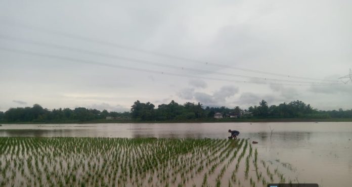 DKPP Kabupaten Serang menyiapkan bantuan benih untuk ribuan hektare lahan terdampak banjir (Bantentv.com/ Riki)