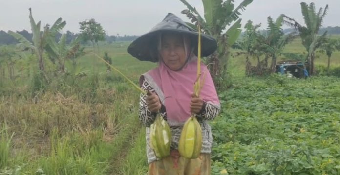 Timun suri di Lebak mengalami penurunan produksi (Bantentv.com/ Nano)