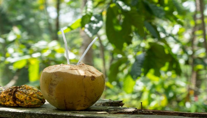 Minum air kelapa tiap buka puasa dan sahur, ini yang terjadi pada tubuhmu! (Foto: Freepik)