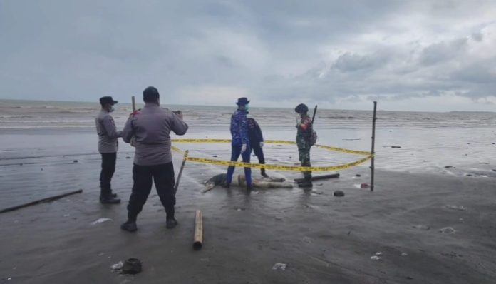 Petugas gabungan saat melakukan evakuasi sesosok mayat di pantai