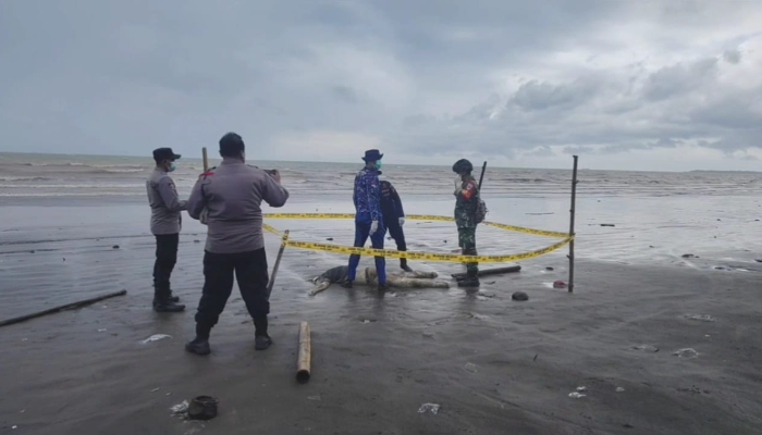 Geger, Mayat Pria Asal Jambi Ditemukan Membusuk di Pesisisr Pantai Mbah Gelun