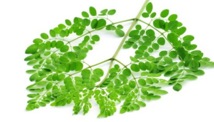 daun kelor, moringa oleifera, mikroplastik, cara menghilangkan mikroplastik, penelitian kelor