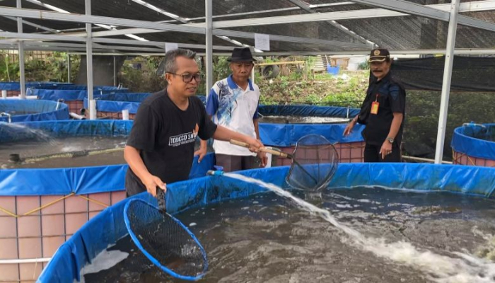 Budidaya Ikan Nila di Desa Cikande Permai (Foto: Bantentv.com/ Riki)