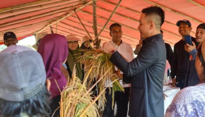 Bupati Lebak saat meninjau panen raya di Rangkasbitung Barat (Foto: Bantentv.com/ Nano)