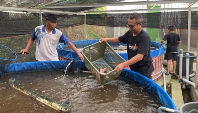 Budidaya Ikan Nila di Desa Cikande Permai (Foto: Bantentv.com/ Riki)