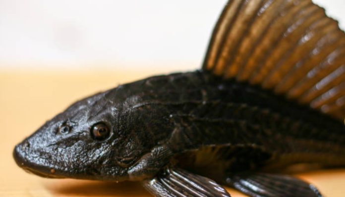 Ikan sapu-sapu (foto/iStockphoto)