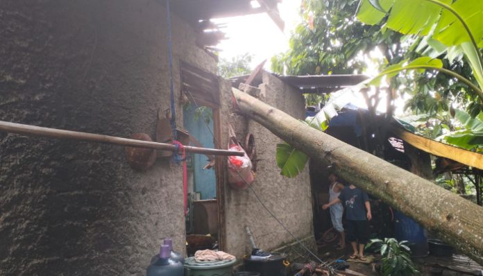 Kondisi dua rumah warga yang rusak akibat tertimpa pohon di Desa Kadugenep, Kecamatan Petir.