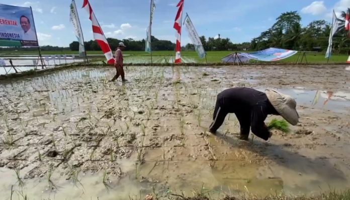 Lahan sawah di Kabupaten Lebak