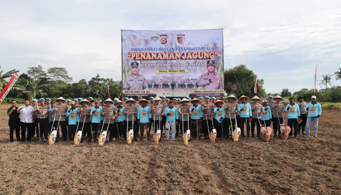 Penanaman jagung kuartal II