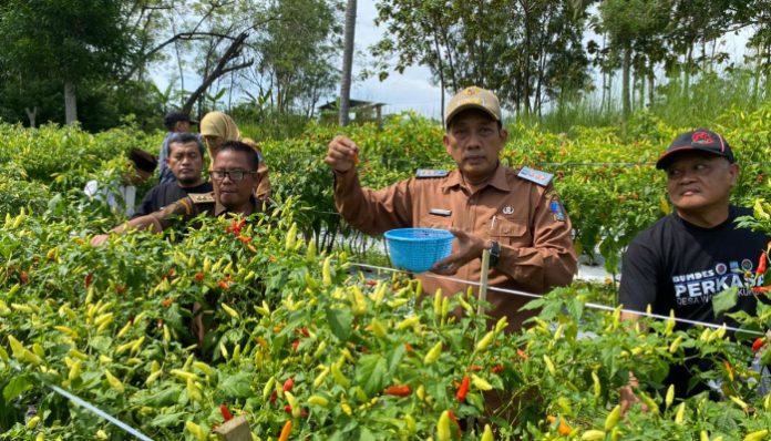 Proses panen cabai rawit merah di Desa Waringinkurung, Kecamatan Waringinkurung, Kabupaten Serang.