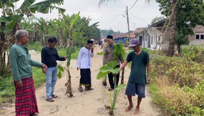 Warga Desa Panunggulan menanam pohon pisang di jalan rusak sebagai bentuk protes