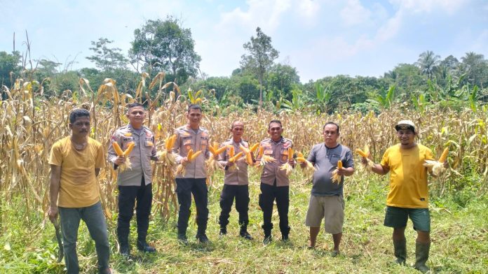 Pemdes Padasuka dan Polsek Petir Panen Raya Jagung Hibrida (Foto: Bantentv.com/ Riki)