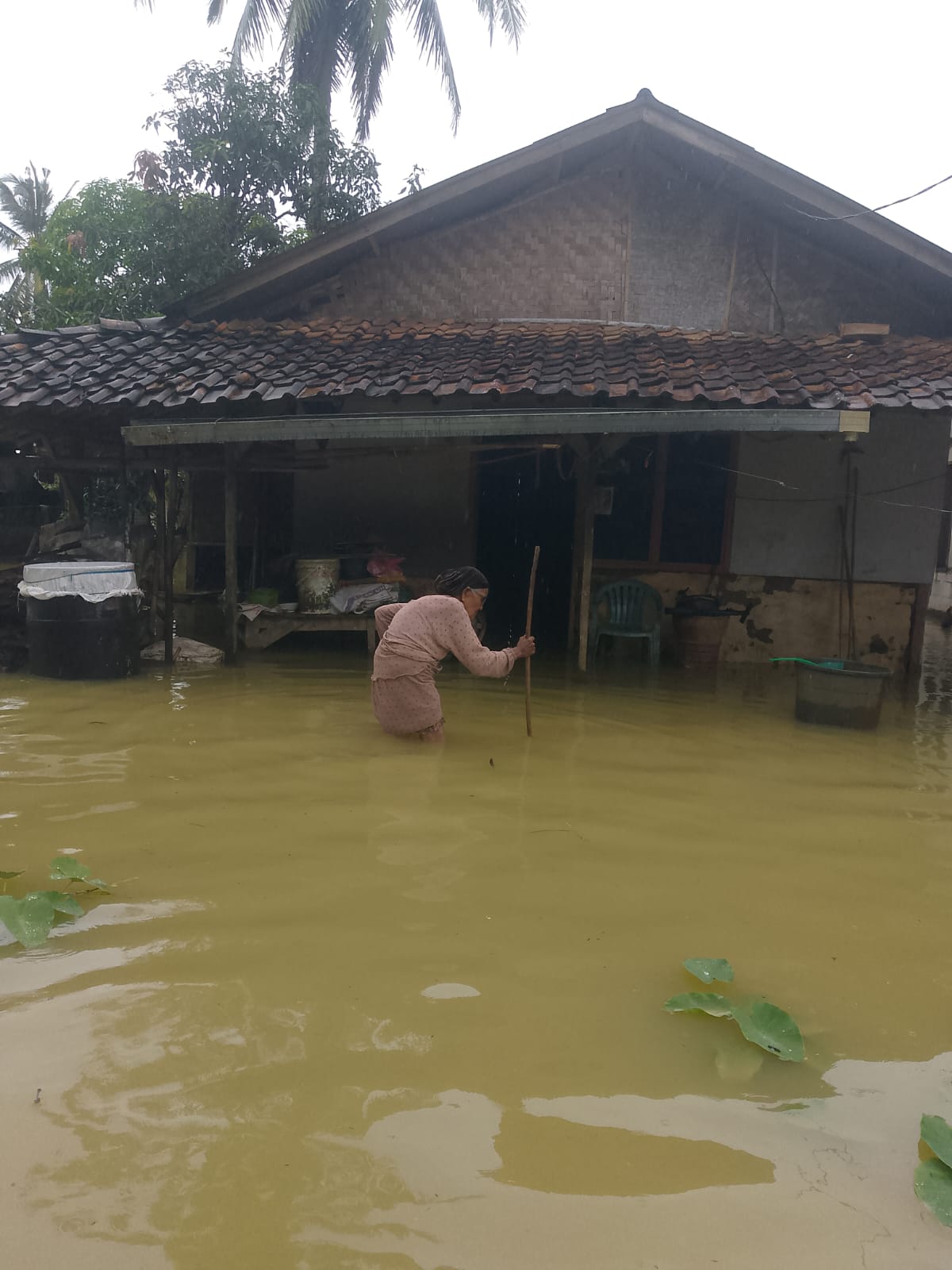 Hamparan sawah terendam banjir akibat hujan deras mengguyur wilayah Sobang Pandeglang (Foto: Bantentv.com/ rangga)
