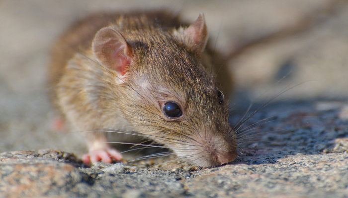 40 Spesies Hantavirus Ditemukan di Dunia, Ini Varian yang Muncul di Indonesia (Foto: Freepik)