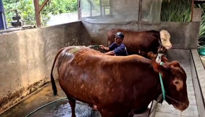 Bobi, Sapi Limosin 1,1 Ton dari Serang Jadi Hewan Kurban Presiden Prabowo