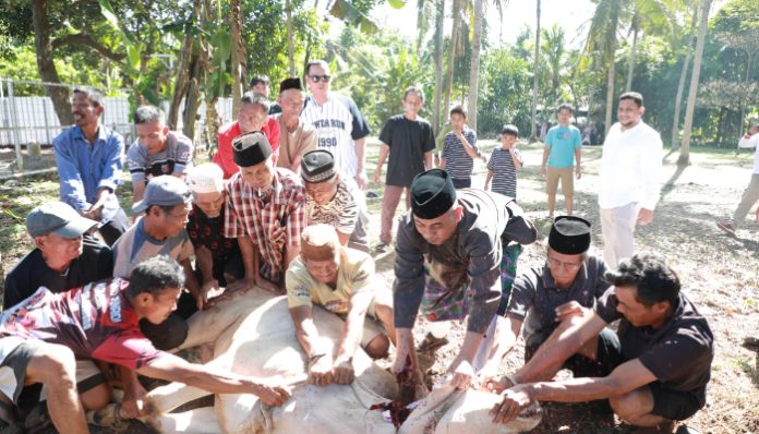 Budi rustandi saat menyaksikan penyembelihan hewan kurban di Walantaka