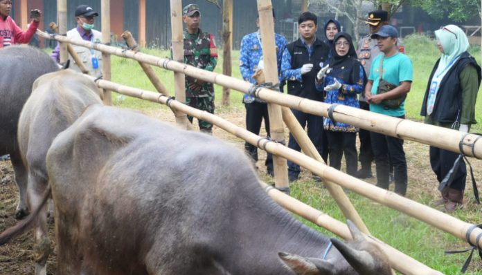 Bupati Pandeglang Raden Dewi Setiani memeriksa kondisi hewan kurban saat monitoring lapak ternak di Kecamatan Karangtanjung