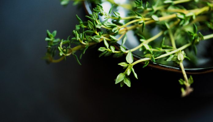 Daun Thyme Jadi Rebutan Warga Italia dan Jepang