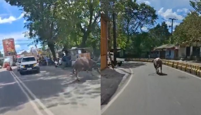 Kerbau kurban lepas kendali