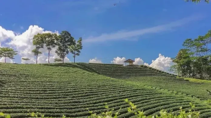 Kebun Teh Cikuya
