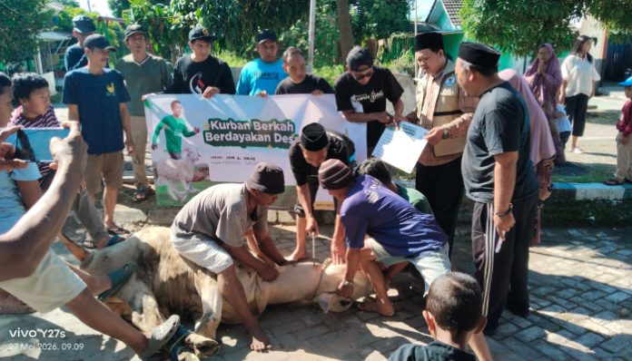 Panitia DKM Mushola Al-Ikhlas Perumahan Safira Kota Serang melakukan pemotongan hewan kurban pada Hari Raya Idul Adha 1447 Hijriah
