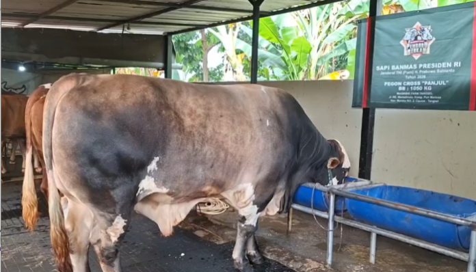 Panjul Terpilih Jadi Sapi Kurban Presiden Prabowo