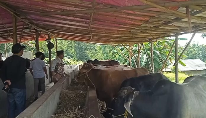 Penjualan Hewan Kurban di Lebak Menurun Jelang Iduladha