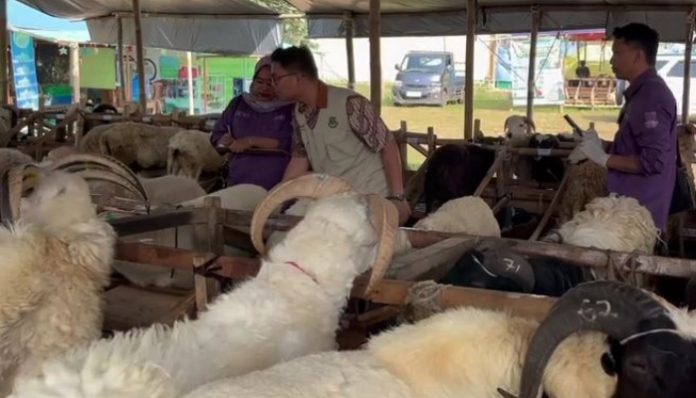 Petugas memeriksa kondisi kesehatan hewan kurban di salah satu lapak penjualan menjelang Hari Raya Iduladha
