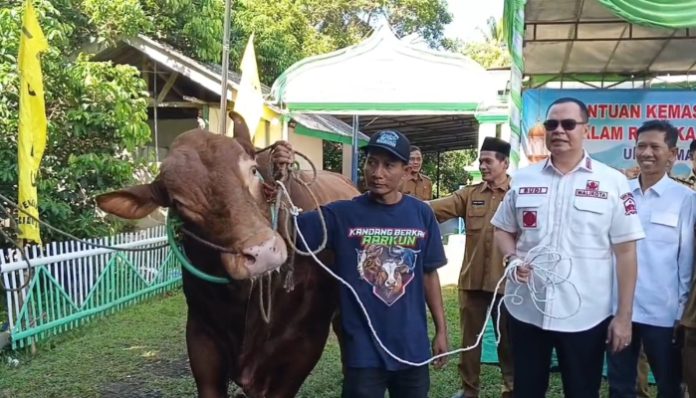Wali Kota Serang Salurkan Sapi Kurban Presiden