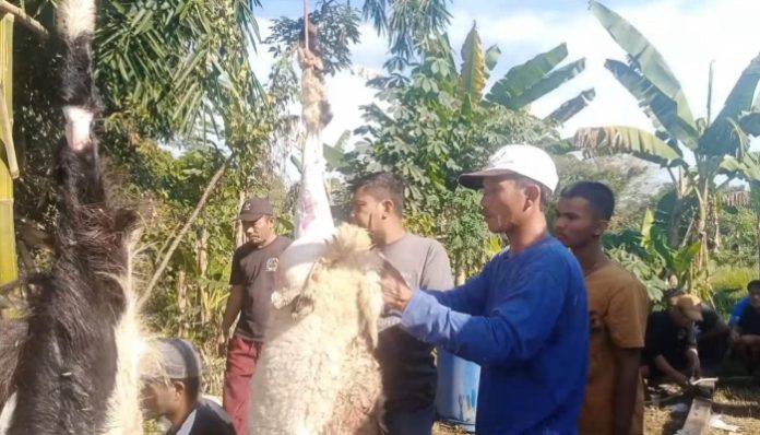 Warga Sukalila Laksanakan Penyembelihan Hewan Kurban