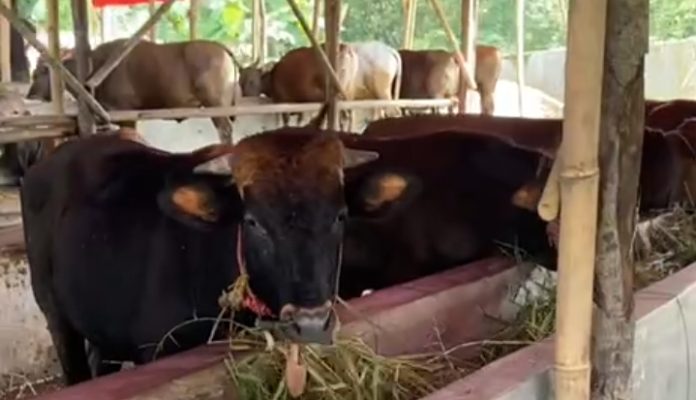 Hewan kurban di salah satu pertenakan kabupaten Lebak (Foto: Bantentv.com/ Nano)