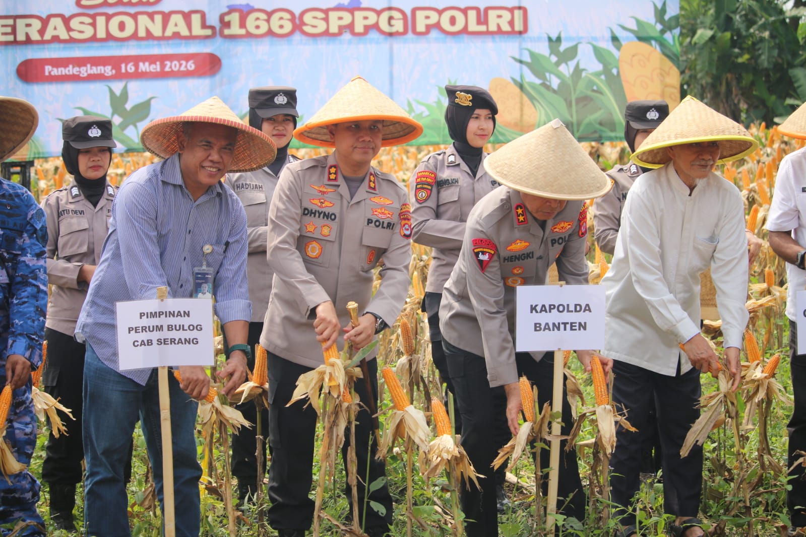 Kapolda Banten dan Kapolres Pandeglang mengikuti panen raya jagung bersama petani di Desa Paniis (Foto: Bantentv.com/ Rangga)