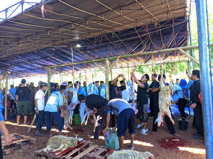 Pemkab Serang memotong 1.000 domba kurban pada momen Hari Raya Iduladha 1447 Hijriah