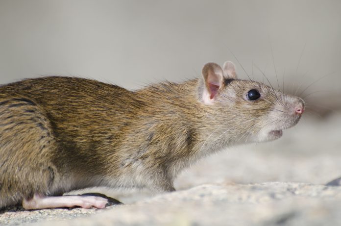 Cara mengusir tikus di plafon rumah (Foto: Freepik)