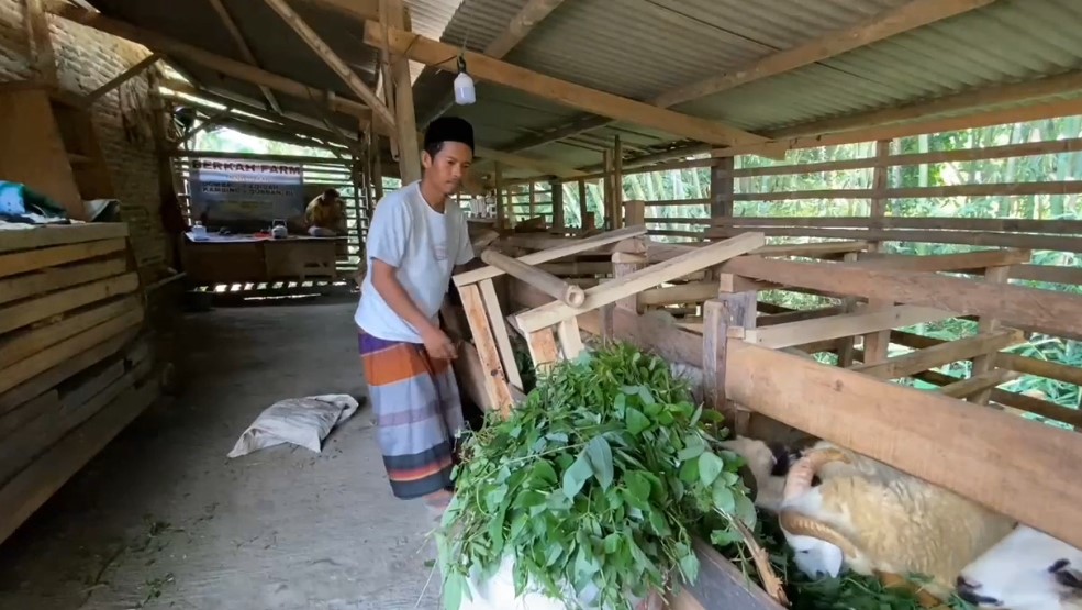 Salah satu peternak kurban di Kabupaten Lebak, Oni, saat memberi makan hewan ternaknya (Foto: Bantentv.com/ Nano)