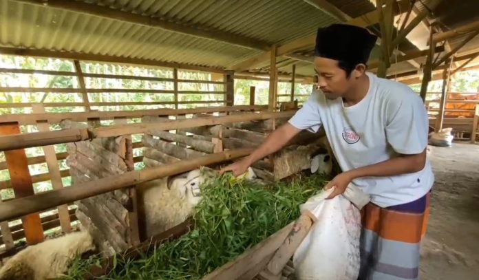 Salah satu peternak kurban di Kabupaten Lebak, Oni, saat memberi makan hewan ternaknya (Foto: Bantentv.com/ Nano)