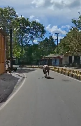 Kerbau kurban lepas kendali