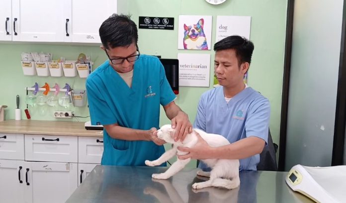 Sterilisasi kucing digelar oleh Klinik Hewan Green Paw bersama komunitas pecinta kucing Gizmo Rescue di kawasan BSD Serpong, Tangerang Selatan (Foto: Bantentv.com)