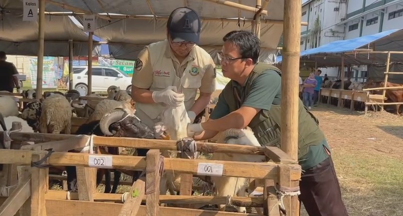 Distan Banten saat melakukan pemeriksaan lapak hewan kurban di Kota Serang (Foto: Bantentv.com/ Hendra)