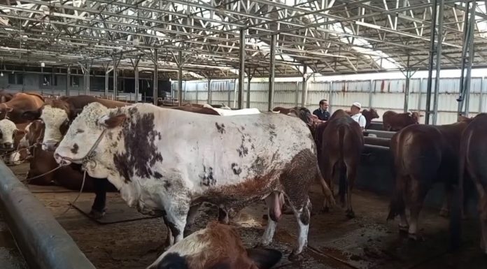 Permintaan sapi kurban di Pandeglang kebanjiran pesanan (Foto: Bantentv.com/ Rangga)