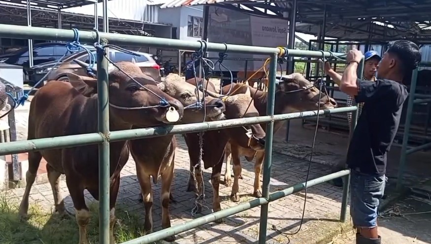 Permintaan sapi kurban di Pandeglang kebanjiran pesanan (Foto: Bantentv.com/ Rangga)