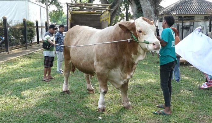 Ilustrasi. Sapi asal Banten terpilih menjadi hewan kurban Presiden Prabowo (Foto: Bantentv.com/ Hendra)