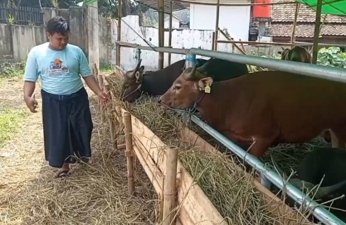 Sapi Bali jadi pilihan hewan kurban (Foto: Bantentv.com/ Rangga)