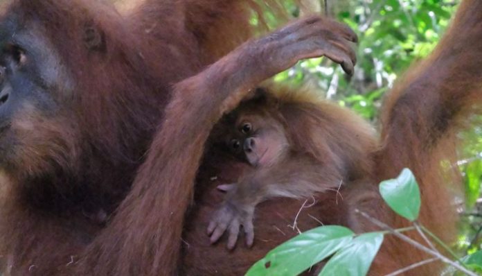 Bayi Orangutan Sumatera Lahir di Cagar Alam Jantho