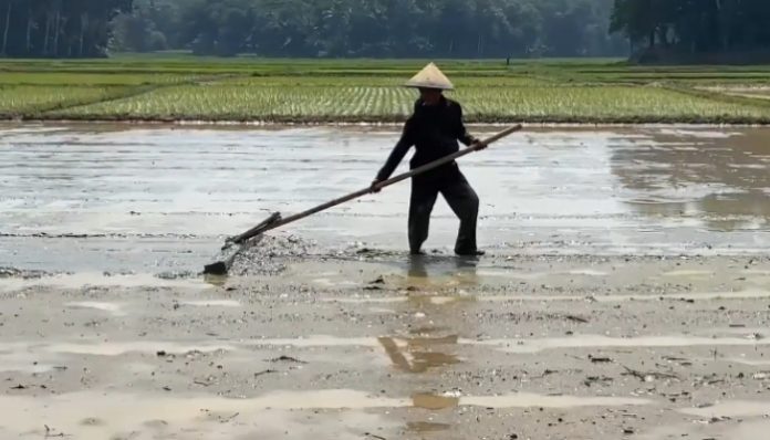 Petani Lansia di Lebak Diduga Jadi Korban Penipuan Berkedok Penjualan Obat Hama