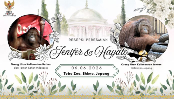 Undangan resepsi pernikahan orangutan Jennifer & Hayato di Jepang