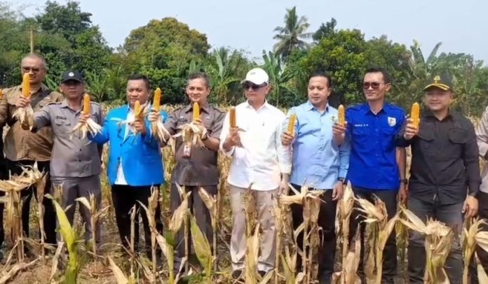 KNPI Lebak menggelar Panen Raya Jagung
