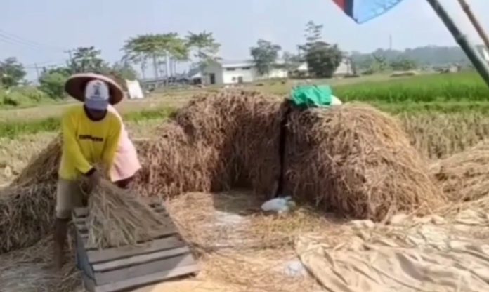 Sejumlah petani di Lebak