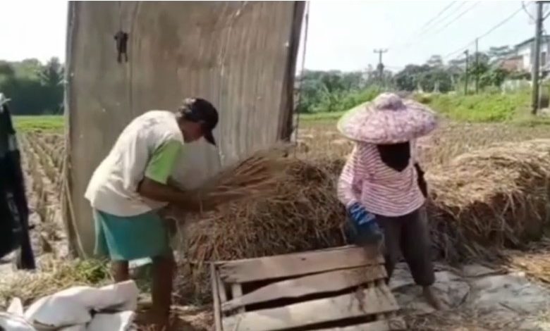 Sejumlah petani di Lebak